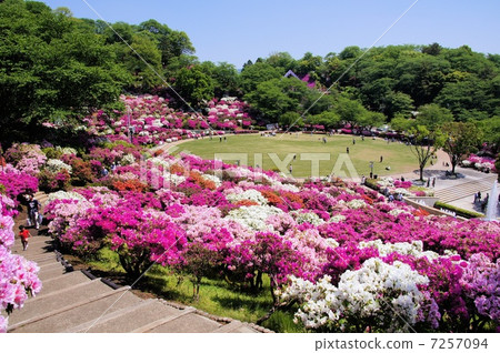 Nishiyama park azalea 7257094