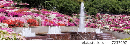 Nishiyama park azalea 7257097