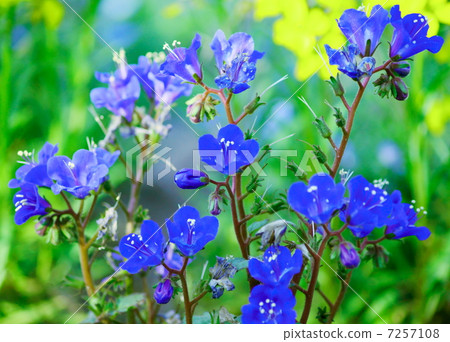 Phaselia flower language: happiness Phacelia campanularia 'Blue Bell' Phaselia flower language: happiness Phacelia campanularia 'Blue Bell' 7257108