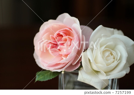 Flower arrangement of a rose Flower arrangement of a rose 7257199