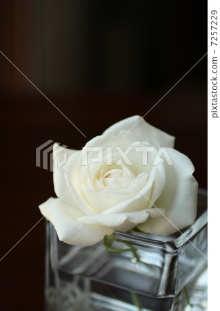 玫瑰的花的佈置 7257229