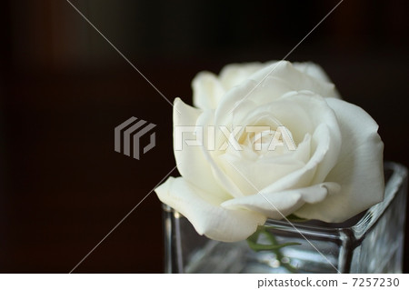 玫瑰的花的佈置 7257230