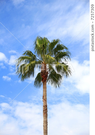 Tree Natsumeashiro Tree Natsumeashiro 7257309