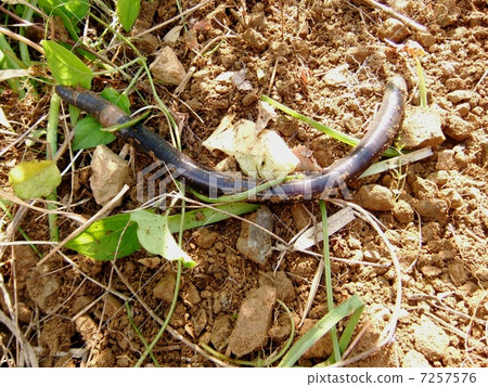 Big earthworm Siebold earthworm regional name Cantalou Big earthworm Siebold earthworm regional name Cantalou 7257576