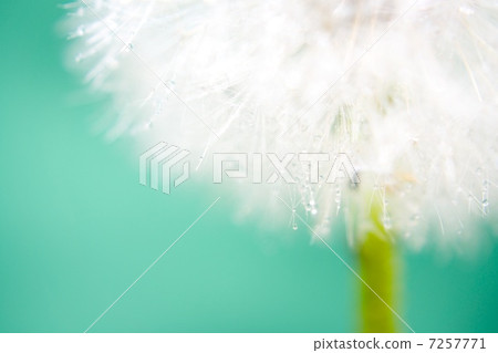 蓬鬆的蒲公英 蓬鬆的蒲公英 7257771