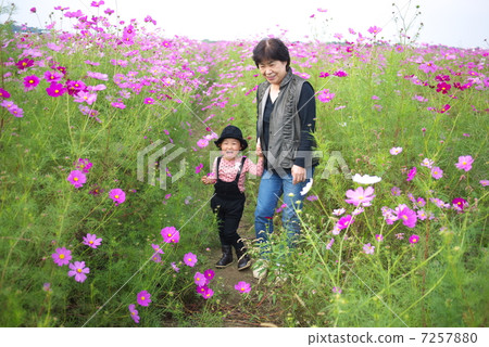 In a cosmos field In a cosmos field 7257880