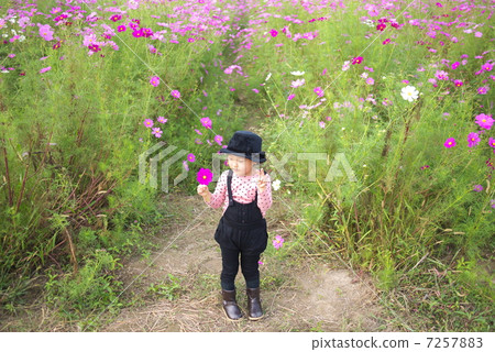 In a cosmos field 7257883