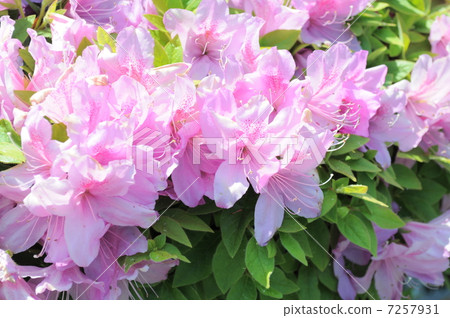 Azalea in full bloom 7257931