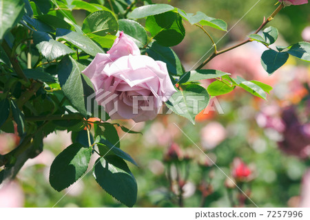 Flower of a light purple rose of Yatsu Rose Garden · Aozora Flower of a light purple rose of Yatsu Rose Garden · Aozora 7257996