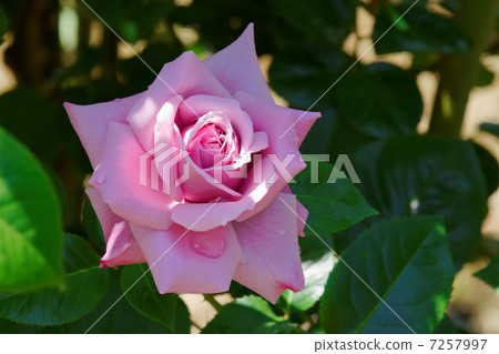 Purple rose flower of Yatsu Rose Garden · Aozora Purple rose flower of Yatsu Rose Garden · Aozora 7257997