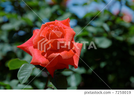 Vivid dark orange rose flower at Yatsu Rose Garden · Princess Michiko Vivid dark orange rose flower at Yatsu Rose Garden · Princess Michiko 7258019