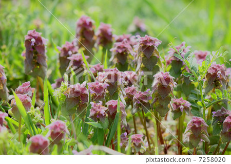 野草 野草 7258020