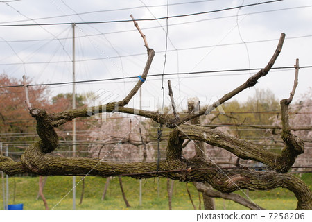 春天的葡萄園 7258206