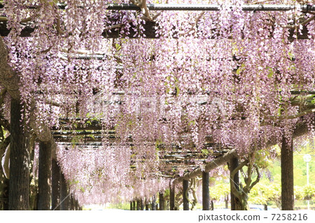 Wisteria trellis 7258216
