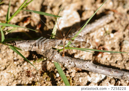 Mikado Gagambo Mikado Gagambo 7258228