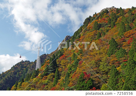 Autumnal leaves MAX (from the middle 6th eyed killet) Autumnal leaves MAX (from the middle 6th eyed killet) 7258556