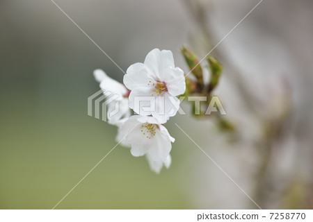 Yoshino cherry tree Yoshino cherry tree 7258770