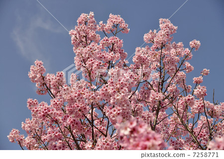Sunshine cherry blossoms Sunshine cherry blossoms 7258771
