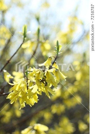 Yellow flower 7258787