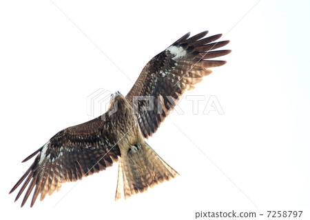 收穫鱒魚 收穫鱒魚 7258797