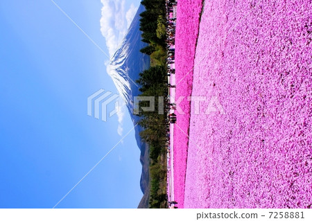 Massive cherry blossoms and Mt. Fuji 7258881