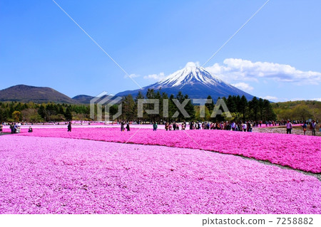 巨大的櫻花和富士山 7258882