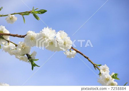 伙計花桃子白色 7258884