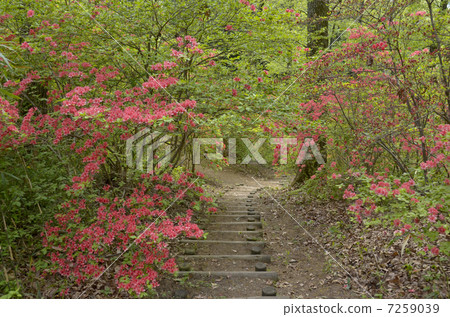Satoyama的杜鵑花 7259039