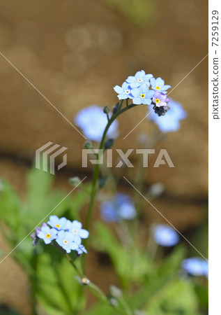 是lengusa（忘了草） 7259129