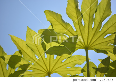 Yetde離開和藍天 7259583