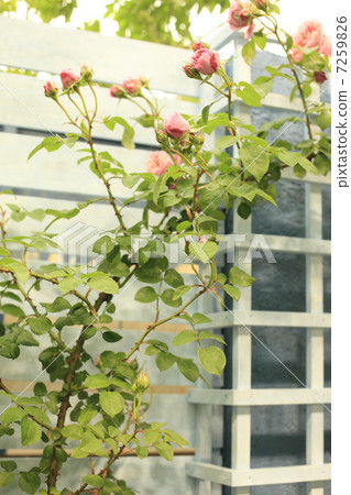 玫瑰玫瑰 玫瑰玫瑰 7259826