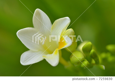 Freesia 7259830
