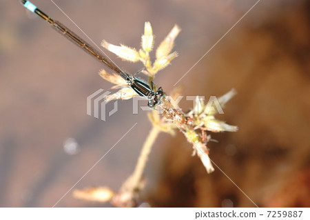 Asia Ittombo Asia Ittombo 7259887