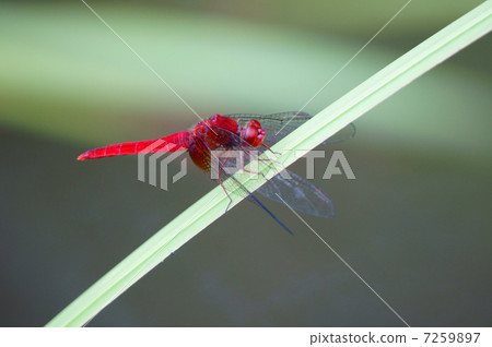 Red dragonfly red crimson dragonfly Dragonfly Red dragonfly red crimson dragonfly Dragonfly 7259897