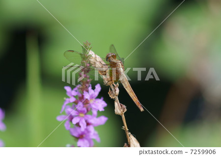 竹蜻蜓琥珀色的家禽蜻蜓女性 7259906