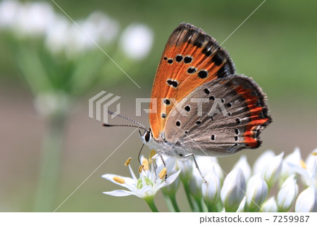 花與Benity和Nila 花與Benity和Nila 7259987