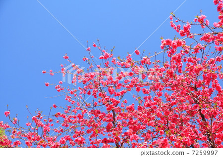 藍天和紅色花桃子花 藍天和紅色花桃子花 7259997