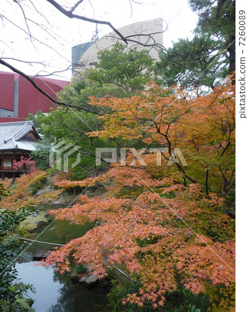Maple~River Walk 7260089