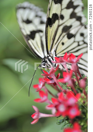 蝴蝶的天堂 7260116