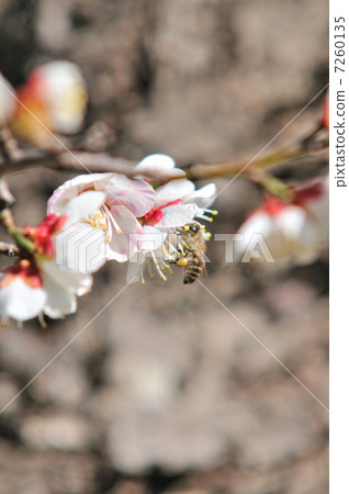 plum plum 7260135