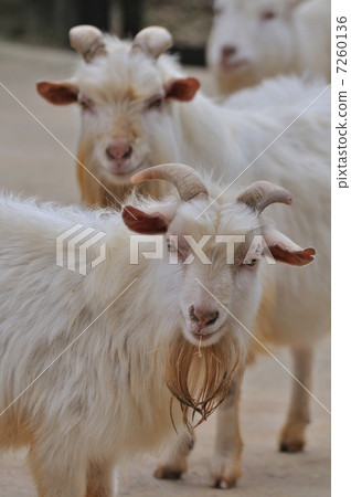 Goat's portrait Goat's portrait 7260136