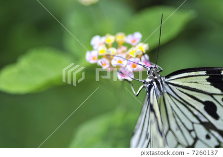 A paradise of a butterfly A paradise of a butterfly 7260137