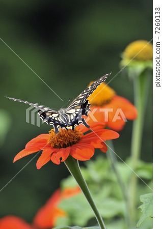 A paradise of a butterfly A paradise of a butterfly 7260138