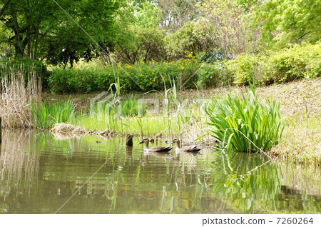 Duck Duck 7260264