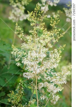 Takesakusibi In weeds in Japan, for watching in Europe and America · · · Takesakusibi In weeds in Japan, for watching in Europe and America · · · 7260397