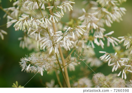 Takesakusibi In weeds in Japan, for watching in Europe and America · · · Takesakusibi In weeds in Japan, for watching in Europe and America · · · 7260398