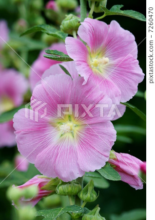 Tachiyo It is a big wheel of pink. Tachiyo It is a big wheel of pink. 7260470
