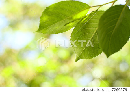 green leaves green leaves 7260579