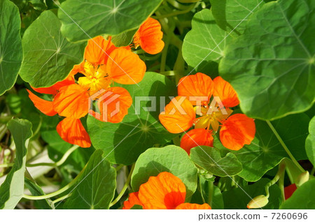 金蓮花（橙色）：Kon Lengwa（金盞花） 7260696