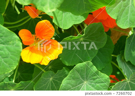 金蓮花（橙色）：Kon Lengwa（金盞花） 7260702